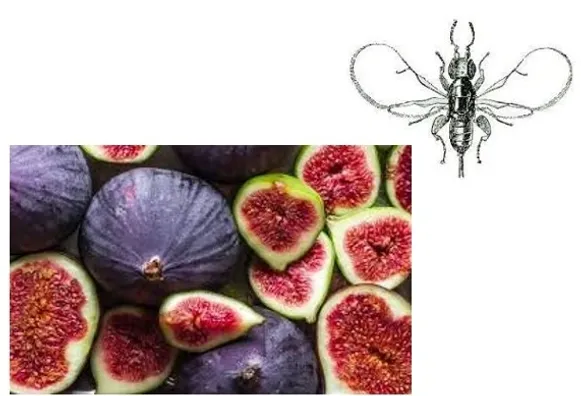 Fig and The Fig Wasp
